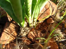 Image result for Ledebouria luteola