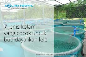 1 Penting Ini 7 Jenis Kolam Cocok Untuk Budidaya Ikan Lele