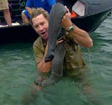 The time steve irwin got chased up a tree by a komodo dragon. Steve Irwin Stupidedia