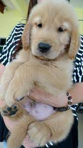 Somehow they converted this photo to 3d, and the book comes with 3d glasses. Golden Retriever Puppy Sold 9 Yrs Golden Retriever Father Malaysia Ch Petfinder My Mobile