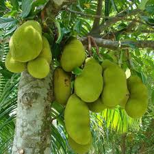 Ebay.com has been visited by 1m+ users in the past month Buy Jack Fruit Kathal Artocarpus Heterophyllus Grafted Plant Online From Nurserylive At Lowest Price