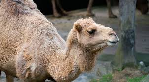 If you bought it 'fresh' from the farm and it turns 'lumpy' when you boiled, the milk is probably no longer. Camel Milk Is The New Alternative Dairy To Know Purewow