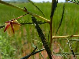Image result for Chamaecrista mimosoides