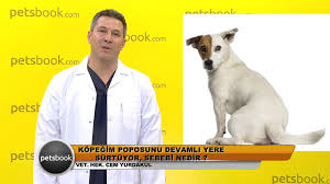 Kopegim Poposunu Devamli Yere Surtuyor Sebebi Nedir Youtube