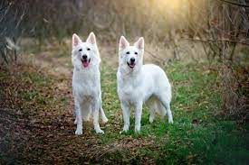 Wann empfiehlt es sich, den optimalen deckzeitpunkt bei einer hündin zu bestimmen? Warum Deckt Eine Hundin Andere Hundinnen Deine Tiere