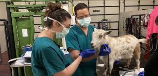That is why 1st pet veterinary centers are open 24 hours a day, 365 days a year. Nc State Veterinary Hospital Home Nc State Veterinary Medicine