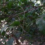 Image result for Pouchetia