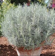 Image result for Helichrysum graniticola