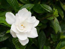 Clip three gardenia blooms just below the first set of leaves and place in a bud vase for a fragrant and natural decorative touch indoors. Pruning Gardenias Tips For When And How To Prune A Gardenia