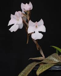 Image result for Habenaria macrandra