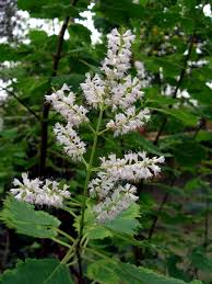 Image result for Tetradenia bainesii