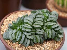 Are succulents and cactus the same? Haworthia Truncata Horse S Teeth World Of Succulents