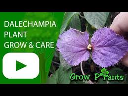 Image result for Dalechampia