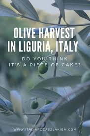 Zbiory Oliwek W Ligurii Myslisz Ze To Bulka Z Maslem Historia Prawdziwa Italian Lifestyle Italy Olive Harvest
