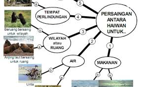 Sebab itu tak semua orang juga boleh dipanggil pencinta haiwan. Haiwan Hidup Bersendirian Sains Tahun 6 Upsr Cute766