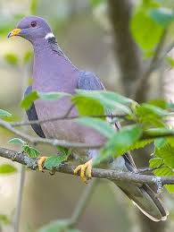 Bird With Orange Belly And Black Wings Band Tailed Pigeon Band Tailed Pigeon Bird Life List Birds