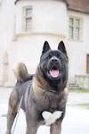 American Akita: Dog Breed Profile