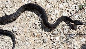 Check spelling or type a new query. Venomous Snakes Of The Texas Hill Country