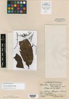 Image result for Campylostemon angolense