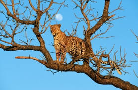 The fastest cat, the cheetah, lives in open habitat where it is difficult to sneak up on prey. 10 Leopard Facts National Geographic Kids