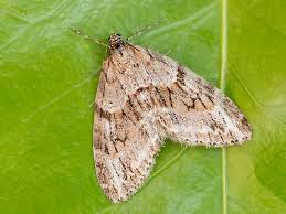 Image result for Trichopteryx