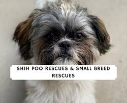 We check at least 3 references. Top 5 Shih Poo Rescues Small Breed Rescues 2021 We Love Doodles