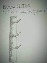 Tetapi nyatanya bambu petuk itu ada, bahkan ramai diburu sebagai sarana spiritual yang manjur untuk melariskan dagangan, mengundang kekayaan, membuka pintu kesuksesan dan kekuasaan, hingga. Filosofi Bambu Satria Padepokan Ratu Alit