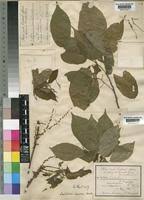 Image result for Alchornea laxiflora