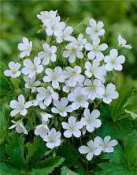 Lot's of easy to grow plants for the beginner gardener. 150 Green White Shade Gardens Ideas In 2021 Shade Garden Plants Shade Plants
