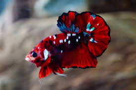 Plakat Koi Betta Fish Tank Betta Betta Fish