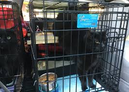 The first step after inquiring about happy tails travel is to talk with one of our pet travel specialists about all of the details of your upcoming move. How To Travel Long Distances With Cats