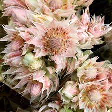 Check spelling or type a new query. Protea Blushing Bride Archives Thursd