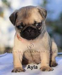 | our pug puppies are carefully selected and are bred by reputable breeders, who live up to our high standards. Litter Of 4 Pug Puppies For Sale In Portland Or Adn 46874 On Puppyfinder Com Gender Female Age 6 Weeks Old Pug Puppies For Sale Pug Puppies Puppies