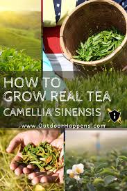How To Grow Tea Plants Camellia Sinensis In 2020 Green Tea Plant Camellia Plant Tea Plant