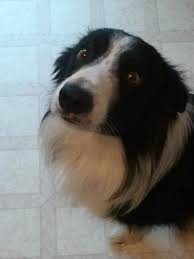 Maybe you would like to learn more about one of these? Animal Rescue Michigan Border Collie Rescue Arm Bcr Home Facebook