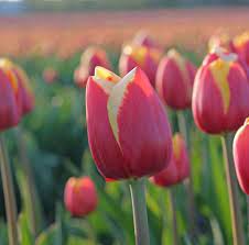 A Tough Tulip Called Rambo By Fam Flower Farm In Holland Nice Hardy Tulips That Really Honor Their Name Rambo Tulips Have Ver Bulb Flowers Flower Farm Tulips