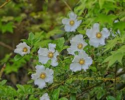 Image result for Rosa laevigata