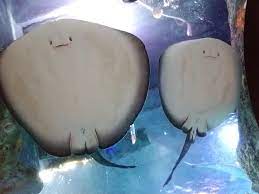 The tevyat travel guide does not include. These Southern Stingrays At The Aquarium Sucking On The Glass The Big One Is A Female Weighing Over 300 Pounds Mildlyinteresting