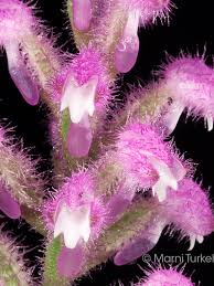 Image result for Cynorkis debilis