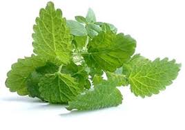 Lemon Balm - The Epicentre