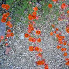Maybe you would like to learn more about one of these? Wildflowers Grand Canyon National Park U S National Park Service