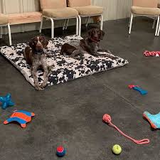 Our german shorthair puppies are serious hunting dogs that excel at both upland and waterfowl and are equally comfortable pursuing grouse, woodcock, ducks and geese. Woof Training Redding Ca Basic Advanced Dog Training