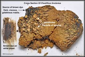 Brown mold on plant soil. The Amazing Fungi