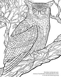 Free Wallpaper Download From The Cornell Lab Owl Coloring Pages Bird Coloring Pages Coloring Pages