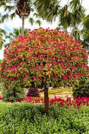 El nombre científico de este arbusto es buddleja davidii, y es uno de los más apreciados ya que es un imán. Arbusto Ornamental Con Flores Rojas En El Jardin Fotos Retratos Imagenes Y Fotografia De Archivo Libres De Derecho Image 63158417