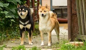 Facebook gives people the power to share and makes the world. Shiba Inu Klein Aber Oho