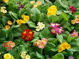 A collection of the top 47 flower wallpapers and backgrounds available for download for free. Perfectly Flowers Gardening Leafs Nature Beautiful Garden Flowers Hd Wallpaper Wallpaperbetter