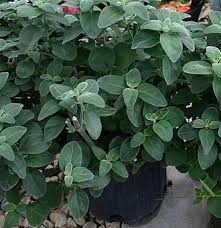 Image result for Dicliptera laxata