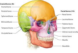 Image result for Sphenoid Bone
