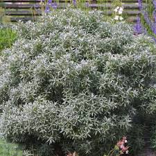 Image result for Hippocratea buchananii